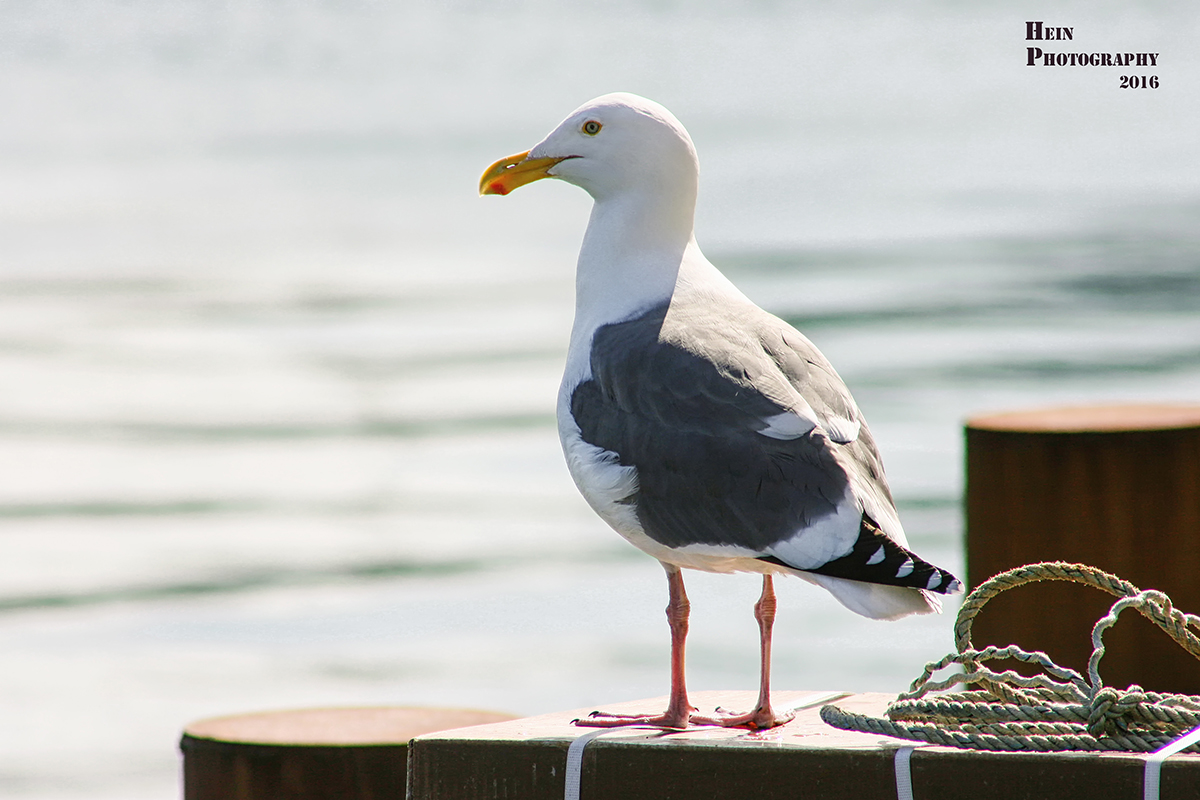 Seagull